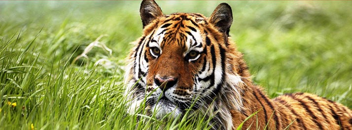 1457/The Tiger Groove - Jim Corbett National Park 16.jpg